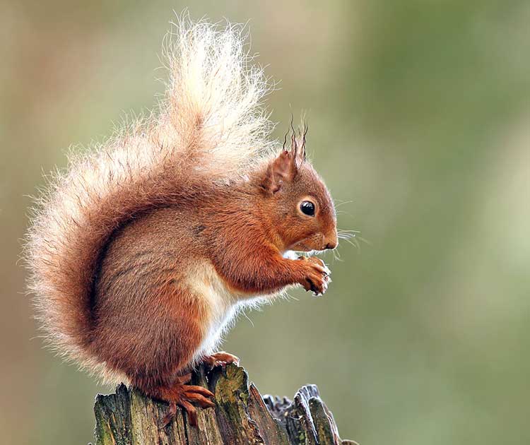 Red Squirrels Margaret Island